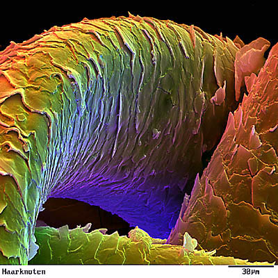 科学网-显微镜下的头发-沈海军的博文